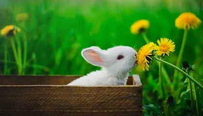 txvlog.com糖心官网网站:用甜蜜点亮日常的官方入口